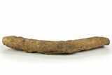 Dinosaur (Triceratops) Frill Shield Edge - Montana #316908-2